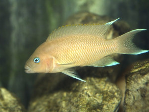 Neolamprologus marunguensis