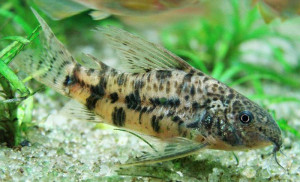 Scleromystax macropterus