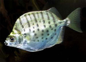 Selenotoca multifasciata