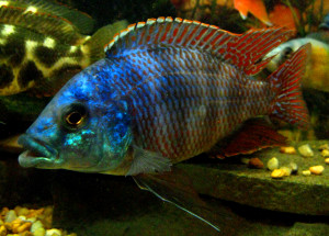 Placidochromis milomo