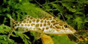 Pimelodus maculatus