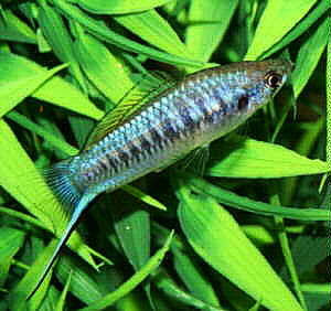 Xiphophorus multilineatus