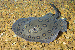 Potamotrygon motoro