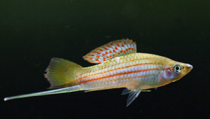 Xiphophorus mayae