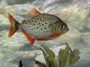 Pristobrycon maculipinnis