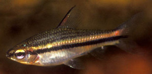 Neolebias unifasciatus