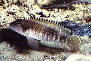 Neolamprologus speciosus