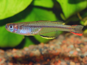 Pseudomugil novaeguineae