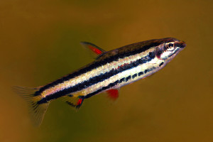 Nannostomus trifasciatus