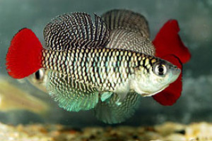 Nothobranchius patrizii