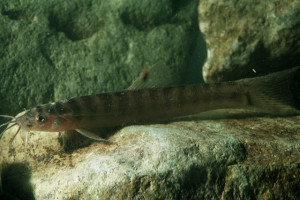 Nemacheilus oxianus