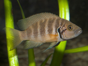 Neolamprologus savoryi