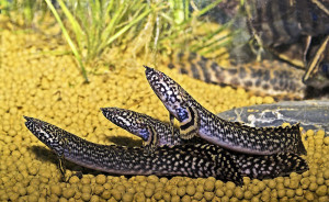 Polypterus ornatipinnis