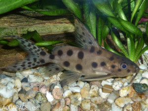 Synodontis ocellifer