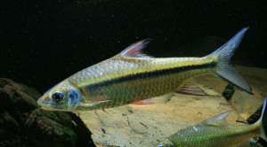 Poropuntius tawarensis