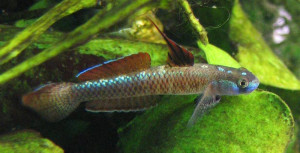 Stiphodon percnopterygionus