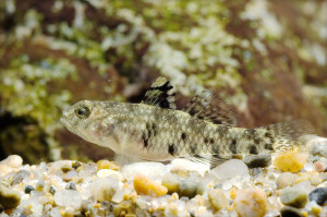 Stenogobius polyzona