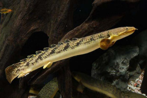 Polypterus palmas palmas