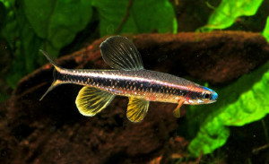 Pteronotropis welaka