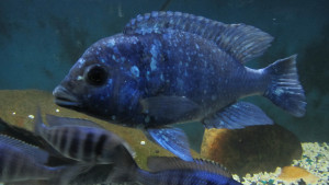 ZZ placidochromis sp phenochilius tanzania