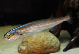 Rhaphiodon vulpinus