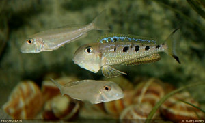 Xenotilapia singularis