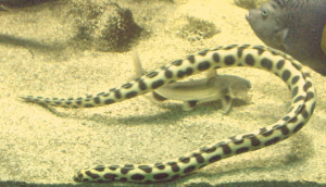 Yirrkala tenuis