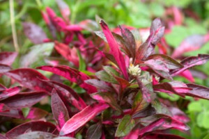 Alternanthera sessilis var. rubra