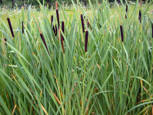 Typha angustifolia