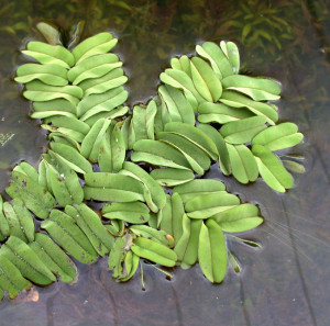 Salvinia oblongifolia