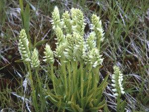 Spiranthes romanzoffiana