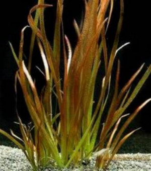 Vallisneria rubra