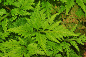 Selaginella wildenowii