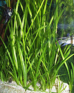 Vallisneria spiralis