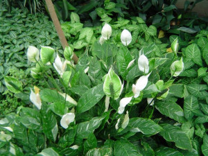 Spathiphyllum wallisii