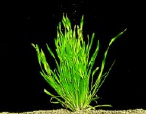 Vallisneria spiralis var.