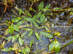 Potamogeton gramineus