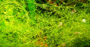 Utricularia gibba