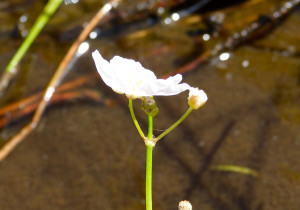 Sagittaria isoetiformis