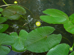 Nuphar luteum