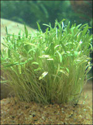 Ranunculus limosella