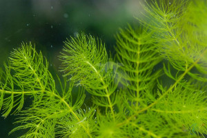 Myriophyllum spicatum