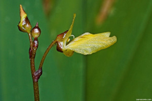 Utricularia minor