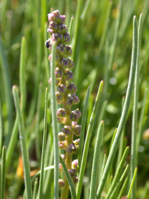 Triglochin maritima