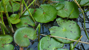 Nymphaea rudgeana