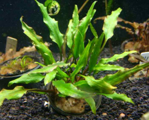 Cryptocoryne cruddasiana