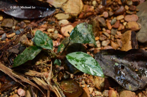 Cryptocoryne grabowskii