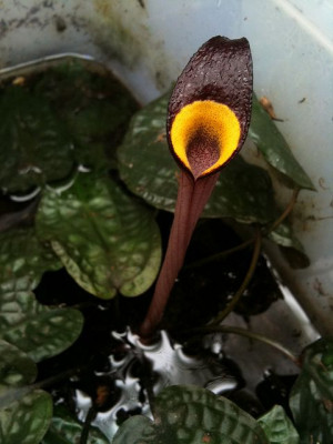 Cryptocoryne zonata