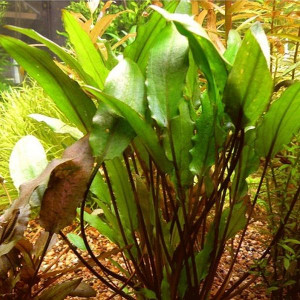 Cryptocoryne walkeri