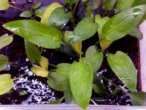 Cryptocoryne zukalii